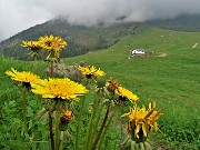 75 Tharassacum officinale (Tarassaco comune) con nuvoloni carichi di  pioggia al rientro ai Piani dell'Avaro